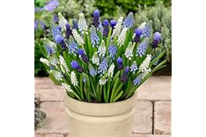 Woodland bulbs® 40 x Muscari Bulbs ‘Mixed’ Spring Flowering Bulbs - Muscari Bulbs for Planting Now UK - Free UK P&P