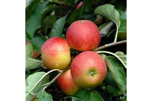 PILLE BAUMSCHULEN Cox Orange Renette Apfel Apfelbaum Obstbaum kleinbleibend Niedrigstamm süß