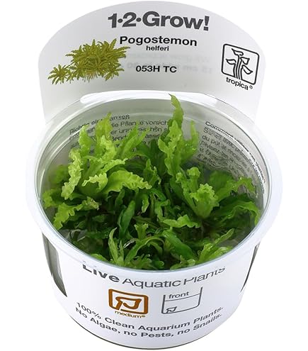 Monosolenium Tenerum Pianta Acquario: Coltura In Vitro, Sicura Per Gamberetti E Senza Lumache - Foto 5