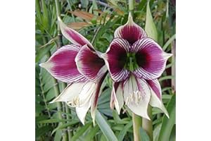 FLOWER FIELD STORY 2 Piezas Hippeastrum Bulbos Lirio Amarilis Las Plantas Perennes Primavera Invierno Flor Bombilla Jardín De Su Casa Para Plantar La Decoración