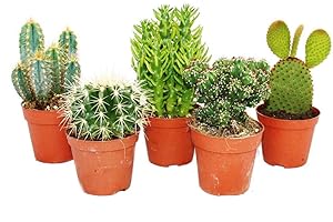 NATURGARDEN Pack 5 Cactus Variados en Maceta de 5cm Kit Ahorro Plantas Naturales.
