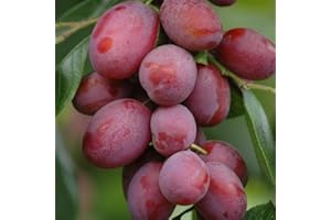 YouGarden Victoria Plum Tree 'Lil Vic', for Small Gardens, Supplied as 70cm Tall in 4.5L Pot, Fruit Tree for UK Gardens