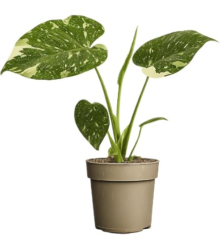 Monstera frozen freckles  seltene Zimmerpflanze mit Panaschierung,  Kletterpflanze fr Moosstab und Rankstab, exklusive Indoor Jungle  Sammlerpflanze fr Wohnrume : Amazon.de: Garten