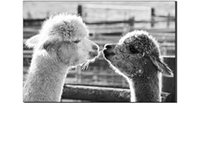 Annick Goutal Alpakas Mit Zwei Köpfen Einander Zugewandt Wandkunst Leinwand Malerei Lamas Tier Bild Druck Auf Leinwand Moderne Kunstwerke Für Wohnzimmer Schlafzimmer Galerie (Kein Rahmen,30 x 50 cm)