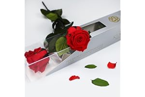 GDECORA Rosa Roja Preservada de Ecuador, Rosa Natural con Tallo 35cm Regalo para Mujer, Ideas para Sant Jordy, Día de la Madre y Cumpleaños, Ramos y Detalles Románticos (Vibrant Red)