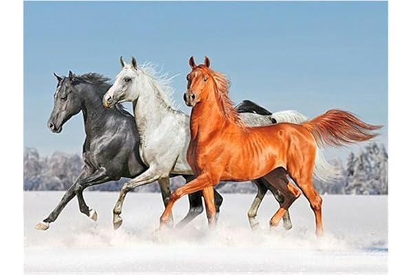 DCIDBEI Square Diamond Painting Chevaux Carrées 50x40cm Broderie Diamant Cheval Peinture Diamant Theme Chevaux Perle Diamant Adulte Broderie Diamant Paysage Mer Diamond Painting Mer et Plage