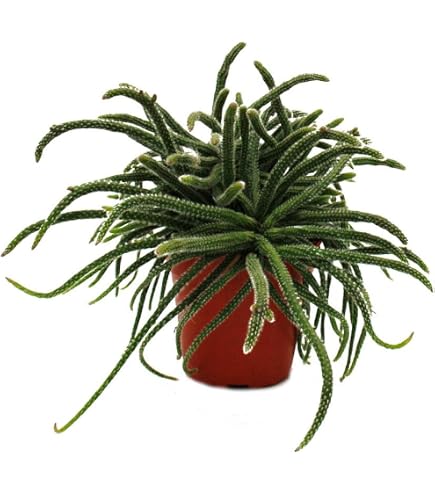 Urban Jungle Elegance - Moderne Kakteen-Ampel mit toller Blattstruktur -  Rhipsalis crispata - 15cm : Amazon.de: Garten