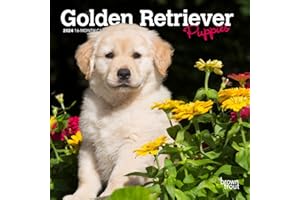 Golden Retriever Puppies | 2024 7 x 14 Inch Monthly Mini Wall Calendar | BrownTrout | Animals Dog Breeds Puppy
