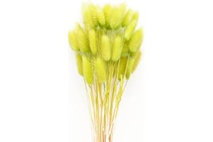 JKDHJK 50 Count Erba Della Pampas Fiori Secchi Never Fade Natural Fiori Secchi Decorativi Boho Decor Super Fluffy for Home Decor, Wedding Decor, Birthday Decor (Verde Chiaro)