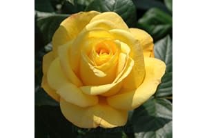 Peter Beales Roses UK Arthur Bell Bush Rose, Yellow Floribunda, 90cm x 45cm, Strong Fragrance, Garden Merit Award Winner