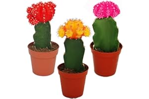 Exotenherz 3 verschieden-farbige veredelte Kakteen im Set, 5,5cm Topf, ca. 10-12cm hoch