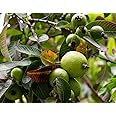 Platone's Live Plant Dwarf Rare Giant Grape Guava GUJAVA Fruit Plant 1 Healthy Live Plant on Poly Bag