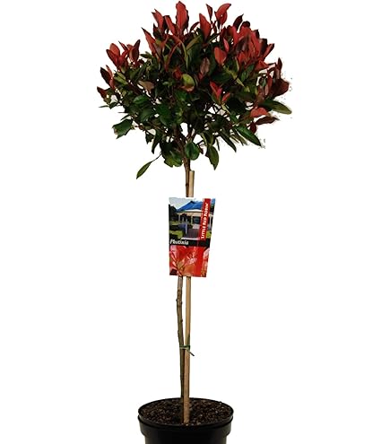 Photinia fraseri Little Red Robin - Glanzmispel Little Red Robin - Hochstamm  80 : Amazon.de: Garten
