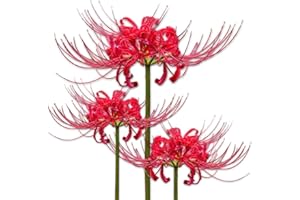 BSPTYY 5 Pezzi Lycoris Lampadine Lycoris Radiata Bulbs Red Radiata Surprise Lilies Bulbi facili da piantare