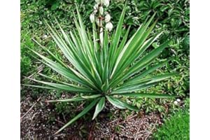TROPICAL-SEEDS Yucca glauca - 10 Samen - extrem frosthart
