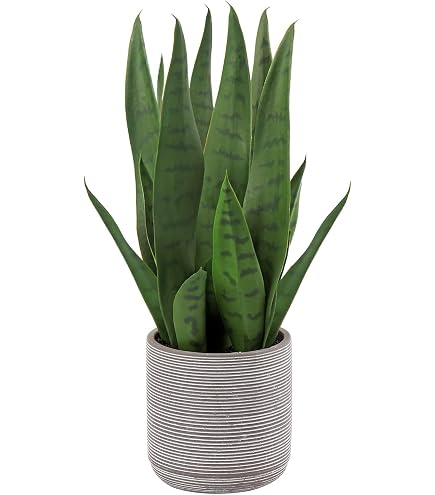 Amazon.de: artplants.de Kunst Sansevieria Cylindrica KICHIRO im Dekotopf,  grn, 70cm - Kunststoff Sukkulente