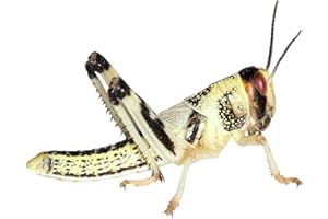 Feeders & More - Heuschrecken - Wüstenheuschrecken MITTEL - 50 Stück - Lebendfutter Insekten Wuestenheuschrecken - Futter für Reptilien, Bartagamen und Amphibien - Futterinsekten & Haustierfutter