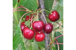 VIVEROS LA DAMA Cerezo - Maceta 26cm. - Altura aprox. 1'20m. - Planta viva - (Envíos sólo a Península)