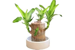 FNAEKIER Mini Brazil Lucky Wood, Purifying Indoor Air Brazilian Hydroponic Wood, Ma-gic Sprouting Lucky Bam-Boo Wood, Lucky Bam-Boo Plants Indoor Live - Indoor Off-ice Desktop Plante Decor