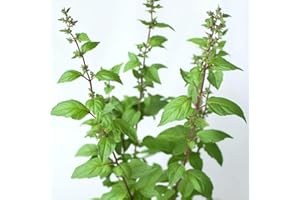 SEMISAUVAGE 250 Semillas de Albahaca Sagrada Tulsi - SemiSalvaje Permacultura