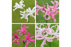 Thompson & Morgan Nerine Bowdenii Bulb Collection Outdoor Hardy Plant for Cottage Gardens, Patios, Greenhouses & Cut Flowers, Easy to Grow, 20x Mixed Nerine Bulbs (20 Bulbs, 5 of Each Variety)