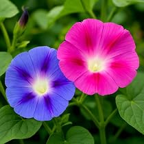 Mondblume  Ipomoea alba  Moonflower Tall Night Flowering  Weie  Prunkwinde mit Duftblten  10 Samen : Amazon.de: Garten