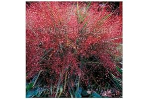 PLANTGENESIS Eragrostis spectabilis / Purple Love Grass / Prairie Grass / Ornamental Grass / Hardy Perennial / Seeds
