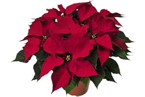 DECOALIVE Planta de la Navidad Natural de Color Rojo Poinsettia o Flor de Pascua