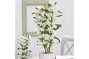 White Dendrobium 60CM Orchid Plant (2 STEM) PLANTSHACK Delivered | Free Personalised Card & Message | Our Orchids are The Perfect Indoor House.