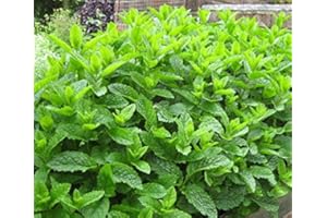 COUNTRY CLIMBERS & GARDEN FAVOURITES Moroccan Mint Mentha spicata aromatic herb plant bees butterflies pollinators ground cover 9cm pot
