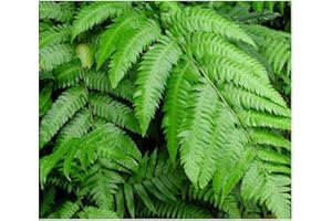 Cnemidaria mutica var. mutica - fougère arborescente - 10 graines