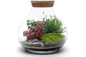 Tropical Glass Terrarium Kit with Plants, H: 24 cm, Light Up Terrarium Kit for Adults, Beginner Friendly Terrarium with All Materials and Guide, Terranium (with Standard Lid)
