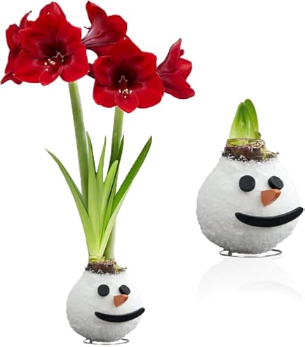 Bulbi Di Amaryllis In Cera Dorata - 2 Bulbi Grandi 26/28 Cm, Fioritura Facile Senza Terra, Piante Esclusive Dall'Olanda