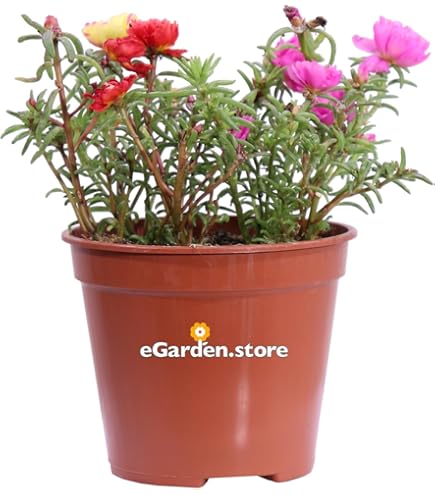 Pianta Di Lantana Sellowiana Viola - Pianta Da Esterno Fiorita, Resistente E Profumata - Foto 4