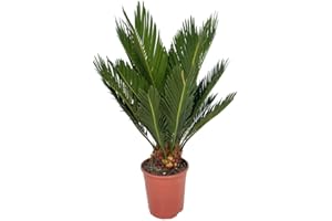 PALMERA NATUREL CYCA REVOLUTA M12 35-50CM POUR EXTÉRIEUR