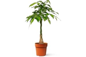 APRIL Pachira Aquatica o Árbol del dinero | Planta natural ideal para interior disponible en dos alturas (Alt. 70-80 cm | 19ø)