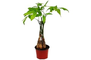 Pachira aquatica, marronnier chanceux - pot de 12cm