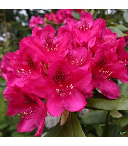 Rhododendron Hybride 'Nofretete' 3040 cm  Winterhart, Immergrn,  Pflegeleicht  Rhododendron  Zierstrauch fr Garten & Kbel : Amazon.de:  Garten