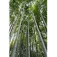 Hybrid Bamboo Seed 40 Seed