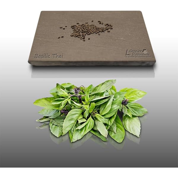 50 Graines De Coriandre Bio - Le Grenier D'Abondance - Coriandrum Sativum - Aromatique Cuisine