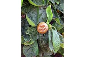 MAGIC GARDEN SEEDS Echte Mispel (Mespilus germanica) - 10 Baumsamen