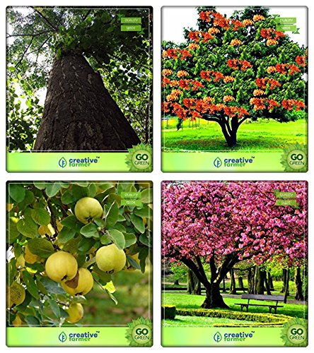 Creative Farmer Flowering Tree Seeds & Shade Tree Combi Malabar Neem -Plywood Tree,Asoka,Aegle Marmelos,Peach Combo For Home Garden Timber Species & Sacred Tree & Sacred Tree & Fruit Seeds Seeds