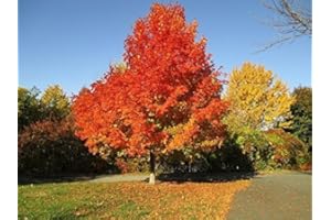 Tree Seeds Online -Quercus Rubra Red Oak. 5 viable Acorns