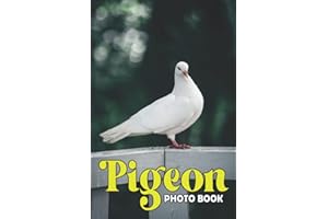 Pigeon Photo Book: Beautiful and Lovely Bird Colorful Pictures For Kids, Teens, Adults to Release Pressure and Stressful | Birthday, Christmas, Gag Gift Idea