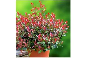 GrowOn Shrubs Photinia x Fraseri 'Little Red Robin' | Evergreen Shrub | Outdoor Garden Ready Plant | Spring Flowering | Creamy White Flowers