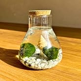 Moss Ball - 2 Moss Balls | Ideal for Interior Decoration | Marimo | Marimo Ball | Aquatic Algae | Aquatic Plant | Aquariums a