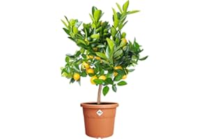 elho Algarve Cilindro 35 - Flower Pot Outdoor - 100% Recycled Plastic - Ø 34.5 x H 29 cm - Brown/Terra