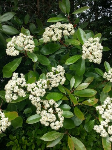 Photinia-Dünger HIGH-TECH Pflanzen Dünger für Glanzmispel Lorbeermispel Photinien - 3