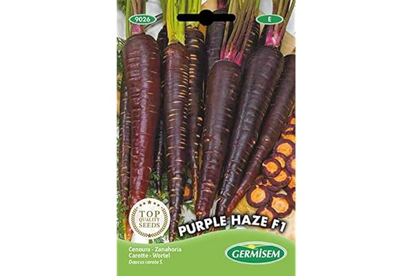 Germisem graines Carotte PURPLE HAZE F1