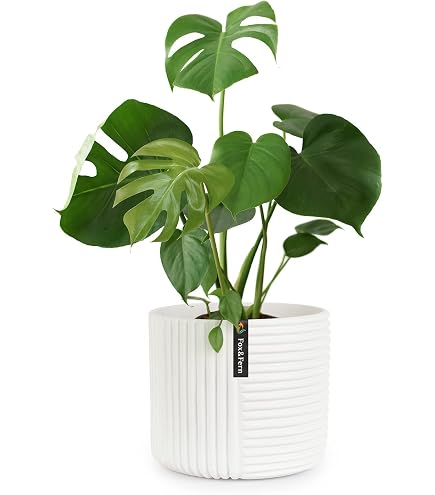 KALANCHOE CALANDIVA BIANCO, 2 PIANTE VASO